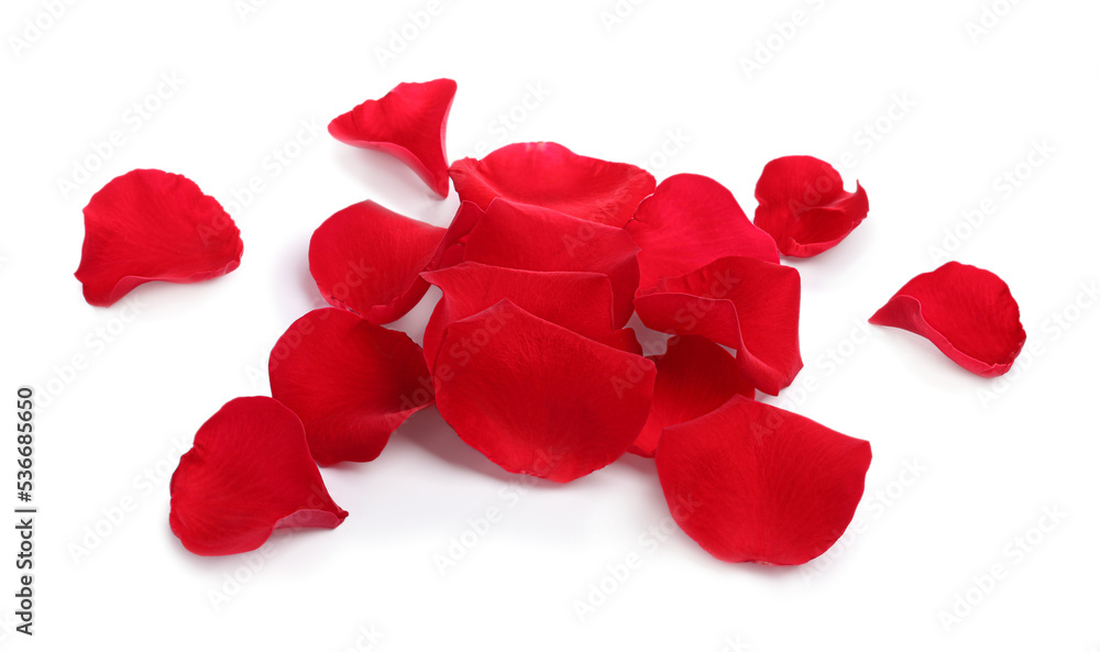 Many red rose petals on white background Many red rose petals on white background