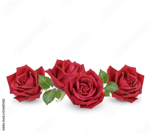 Fototapeta Naklejka Na Ścianę i Meble -  Red rose with water drops isolated on transparent background. (.PNG)