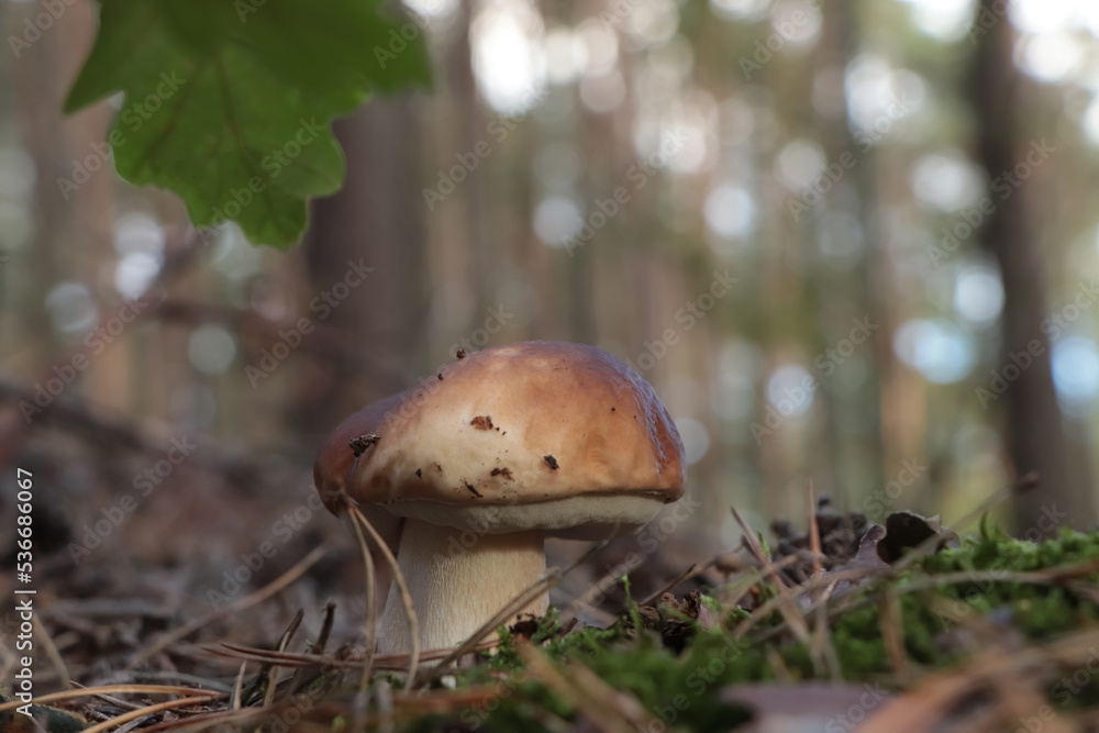 Beautiful porcini mushroom growing in forest on autumn day, closeup Beautiful porcini mushroom growing in forest on autumn day, closeup