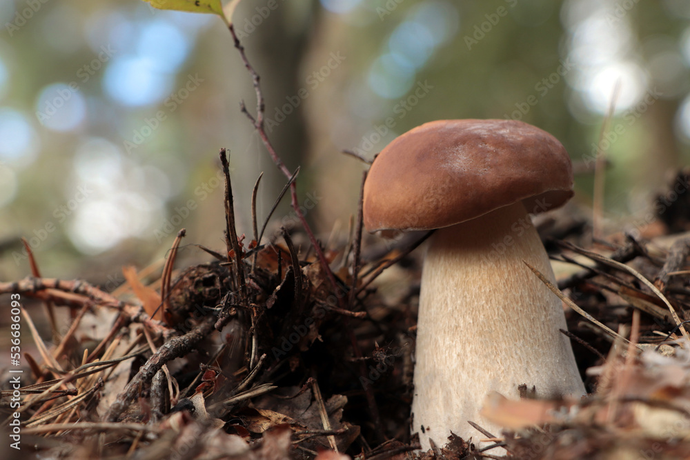 Beautiful porcini mushroom growing in forest on autumn day Beautiful porcini mushroom growing in forest on autumn day