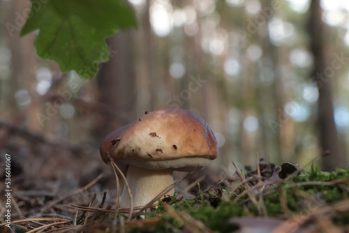 Beautiful porcini mushroom growing in forest on autumn day, closeup