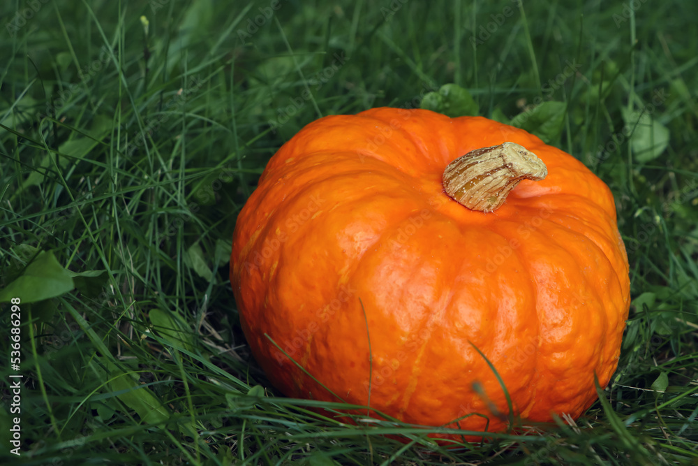Ripe orange pumpkin among green grass outdoors, closeup. Space for text Ripe orange pumpkin among green grass outdoors, closeup. Space for text