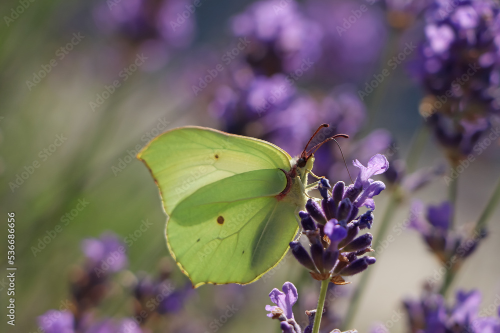 Beautiful butterfly in lavender field on sunny day, closeup Beautiful butterfly in lavender field on sunny day, closeup
