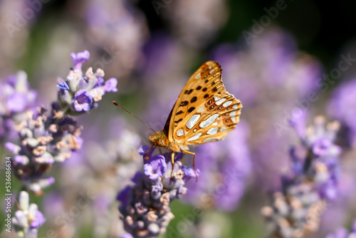 Beautiful butterfly in lavender field on sunny day, closeup
