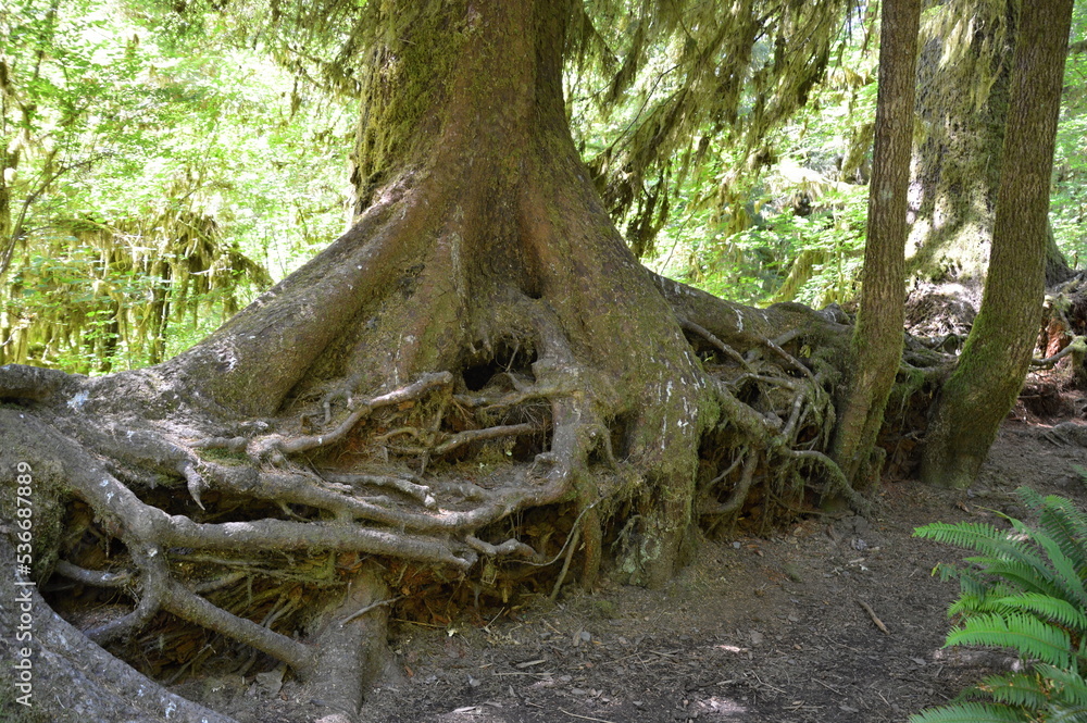 Roots in Hoh Rain Forest in Olympic National Park, Washington