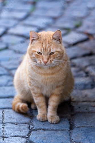 cat in the Street