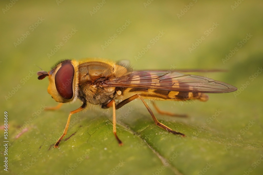 Closeup on a yellow striped, haire-eyed Syrphus torvus hoverfly Closeup on a yellow striped, haire-eyed Syrphus torvus hoverfly