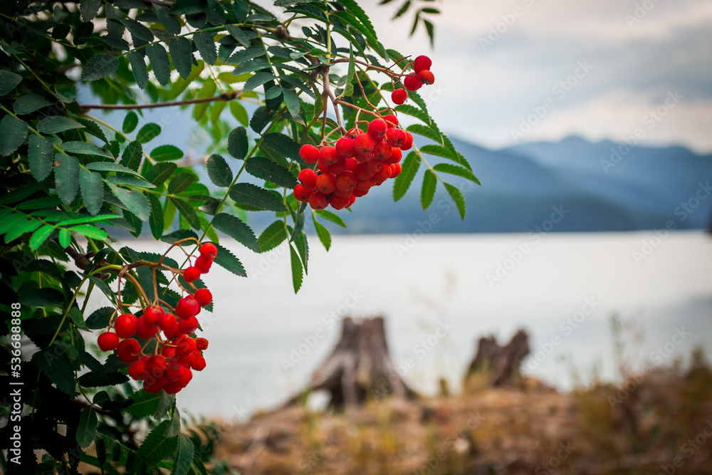 Red rowan berries on the background of the lake