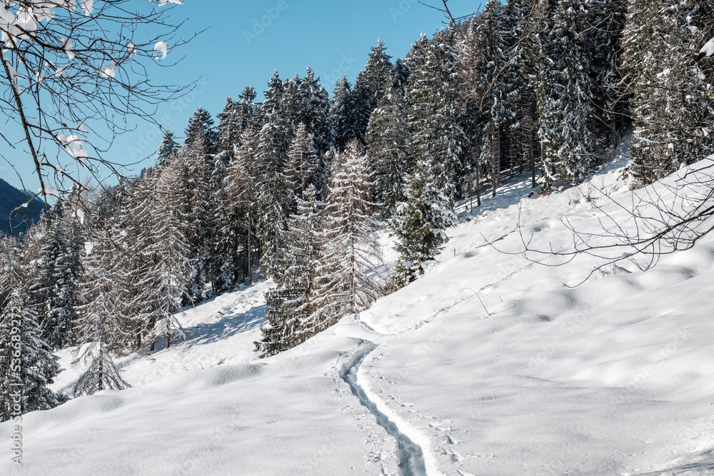Obraz premium Snowy path to forrest