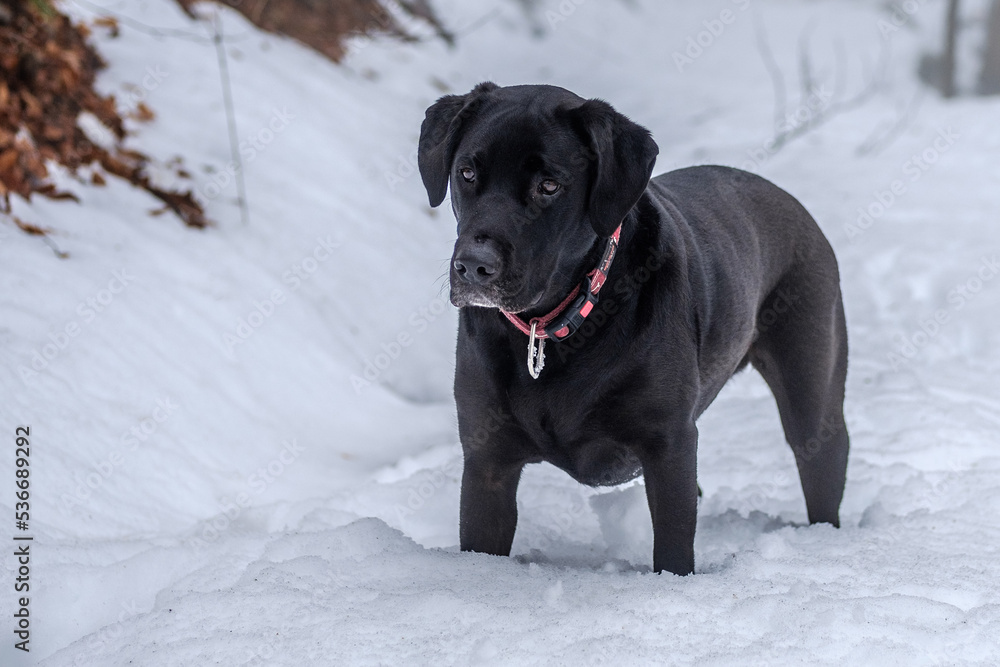Black labrador in snow