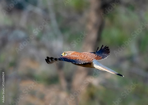 The common kestrel is a bird of prey species belonging to the kestrel group of the falcon family Falconidae.