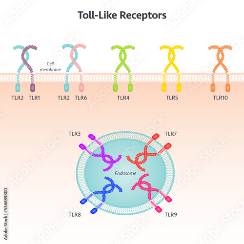 Toll-like receptor science vector illustration background graphic