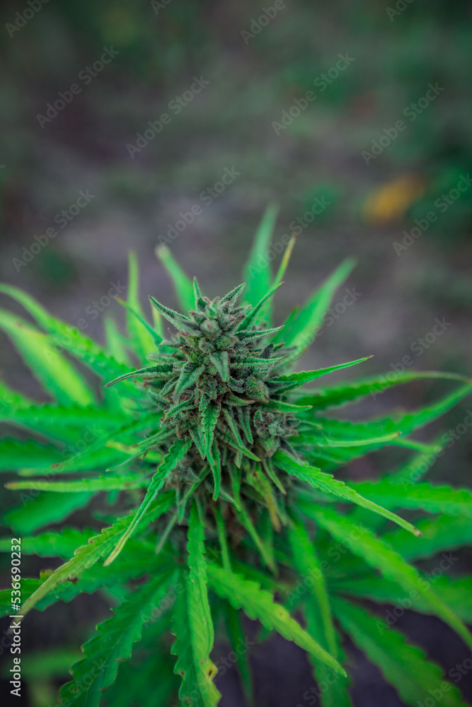 ripe mature green medical cannabis.marijuana ripe mature green medical cannabis.marijuana