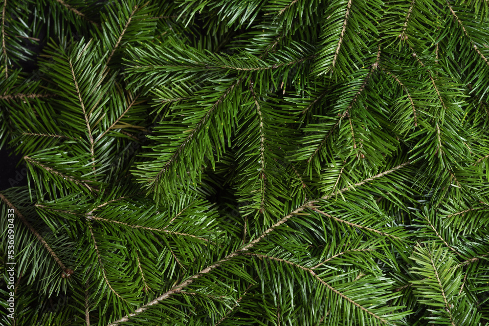 Fir tree branch background Fir tree branch background