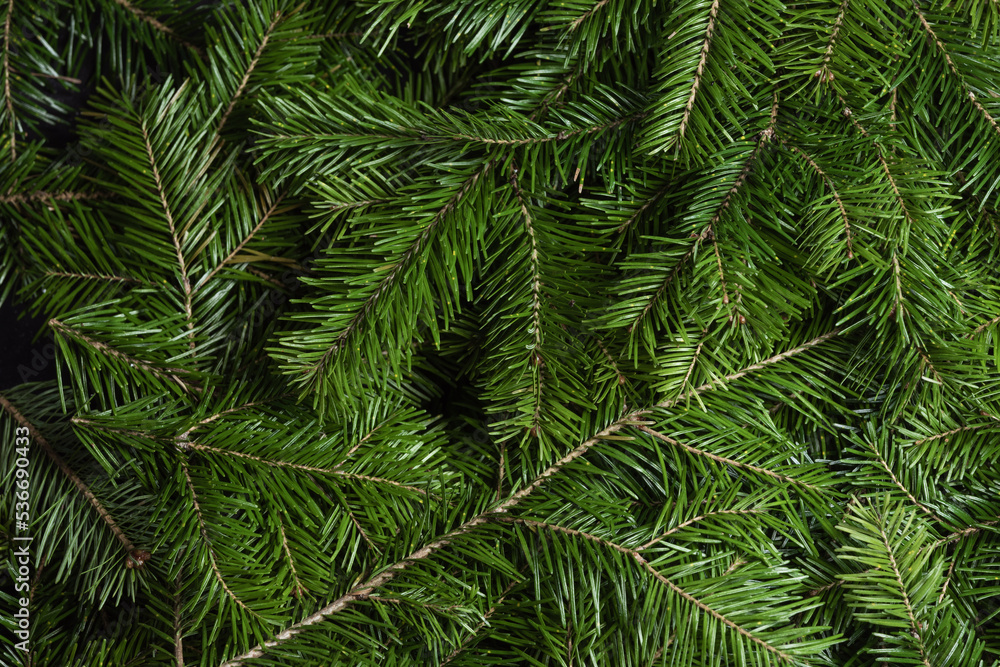 Fir tree branch background