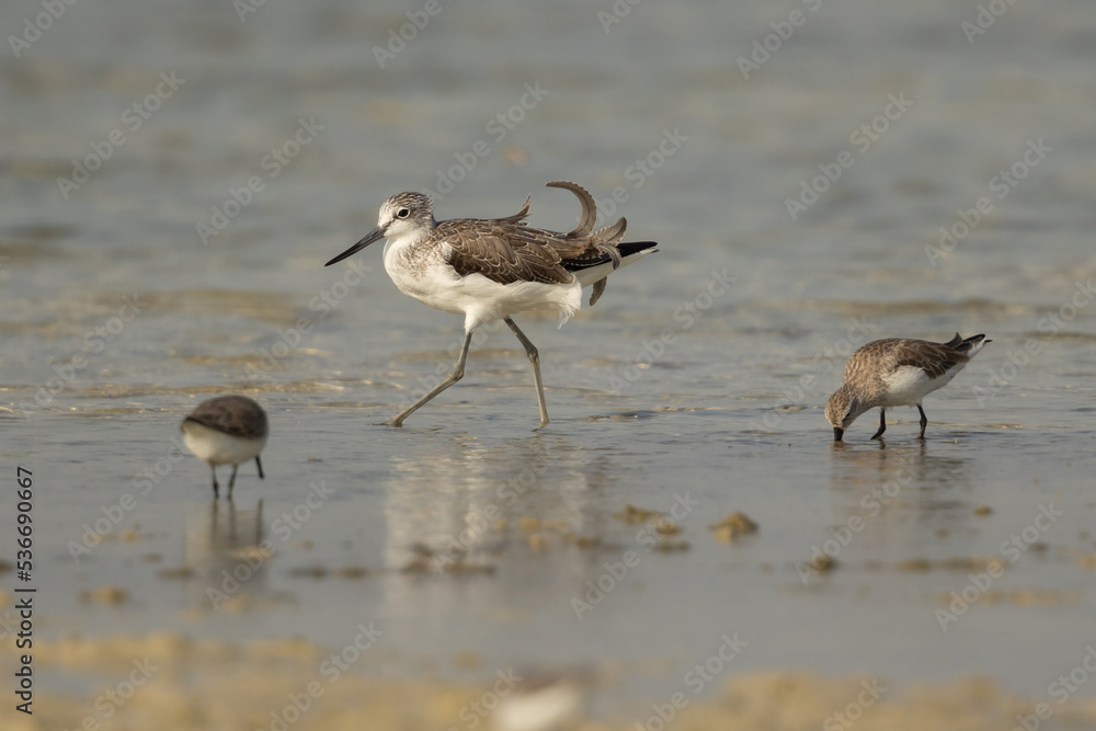 Common Greenshank wading on the shore Common Greenshank wading on the shore