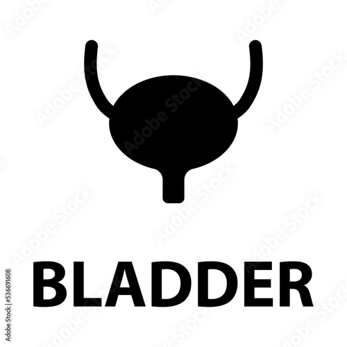 Urology health human icon, anatomy medical body bladder sign, biology vector illustration