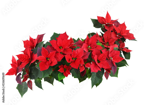 Fototapeta Naklejka Na Ścianę i Meble -  Christmas poinsettia red flowers in a floral wave isolated on white