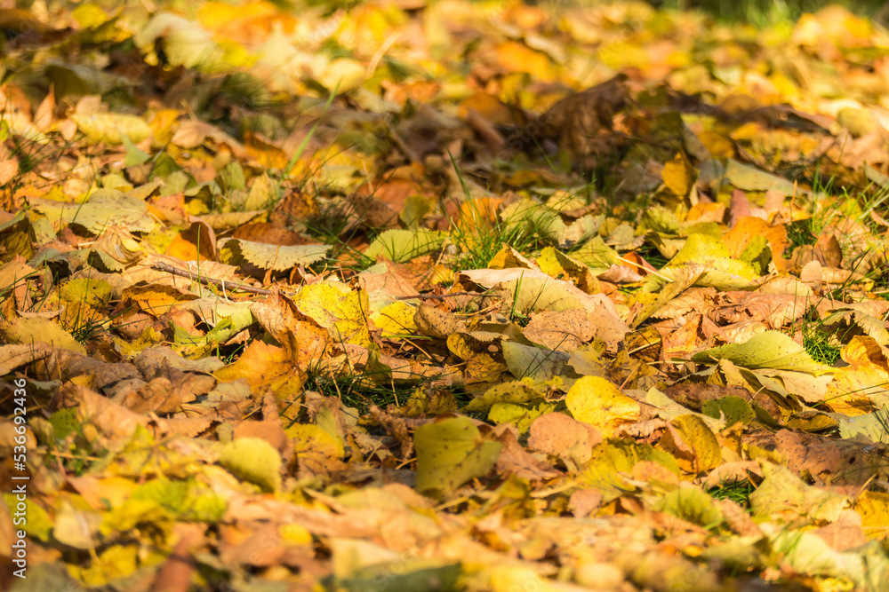 dry leaves in autumn dry leaves in autumn