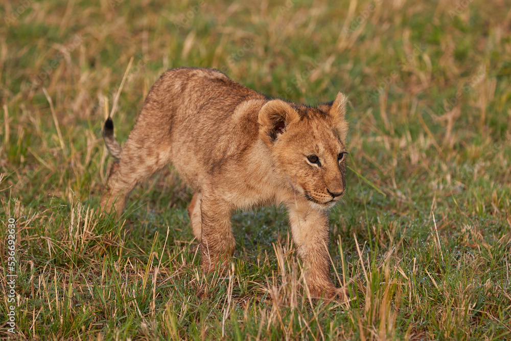 Fototapeta premium Close-up of a lion cub in Kenya
