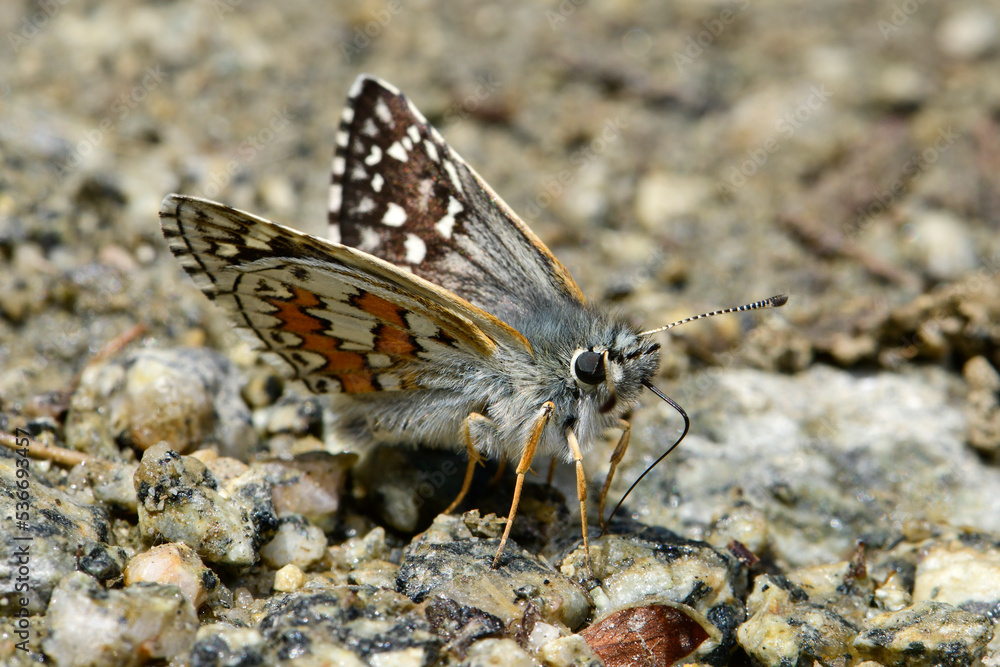 Graubrauner Dickkopffalter // Yellow-banded skipper (Pyrgus sidae) - Prespa Nationalpark, Griechenland Graubrauner Dickkopffalter // Yellow-banded skipper (Pyrgus sidae) - Prespa Nationalpark, Griechenland