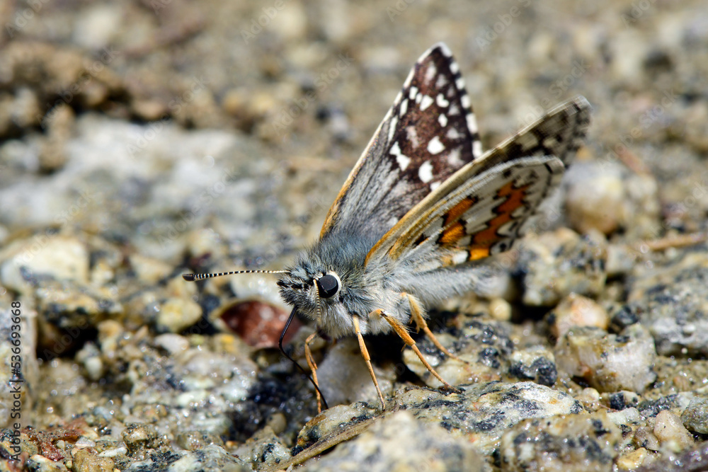 Fototapeta premium Graubrauner Dickkopffalter // Yellow-banded skipper (Pyrgus sidae) - Prespa Nationalpark, Griechenland