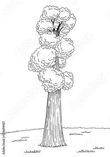 Sequoia tree graphic black white landscape sketch vertical illustration vector 