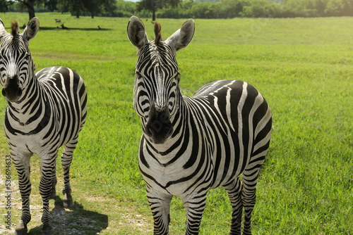 Beautiful striped African zebras in safari park