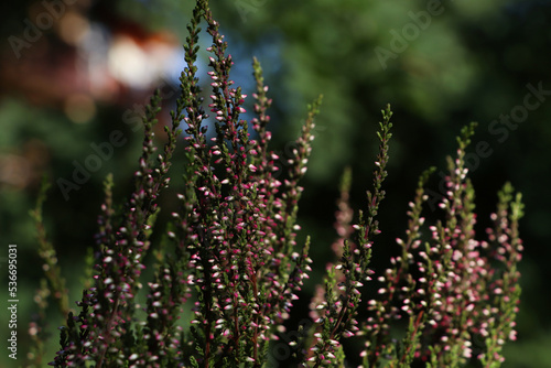 Heather shrub with beautiful flowers growing outdoors  closeup
