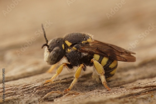 Closeup on the cute, small, yellow, male, rotund resin solitary bee , Anthiedielluim strigatum © Henk