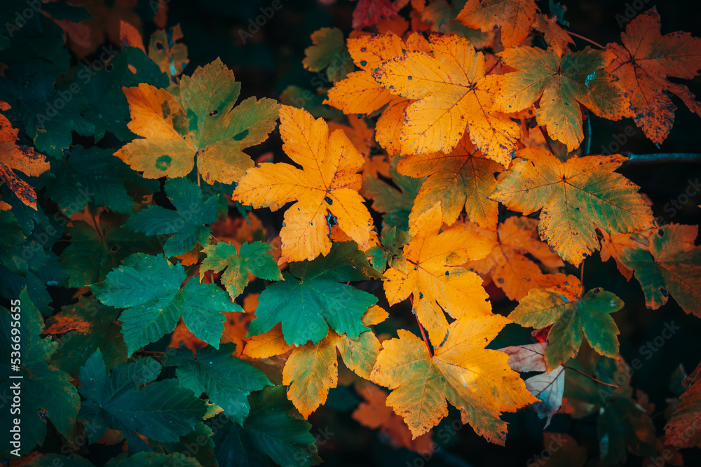 Fototapeta premium Beautiful autumn leaves in sunny autumn day in the foreground and blurred background in Bavaria, Germany. No people, closeup, copy space, macro shot.
