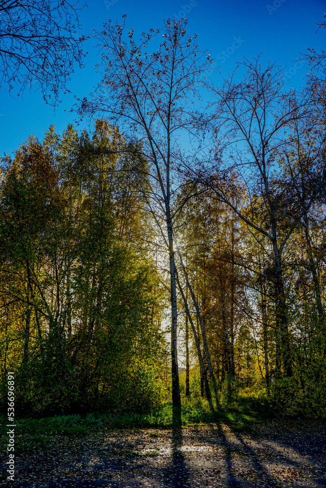 Fototapeta premium autumn in the park