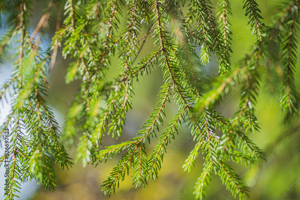Spruce branches close up. Autumn sunny day Spruce branches close up. Autumn sunny day
