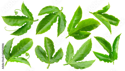 Set of passiflora or passion fruit leaves on white background. Clipping paths. photo