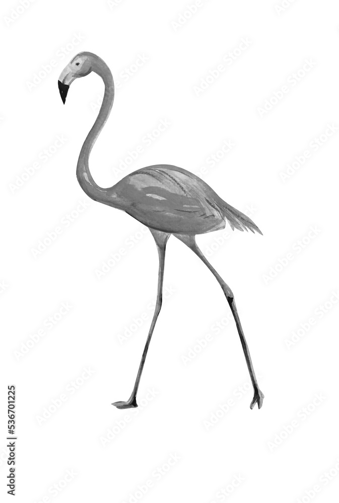 Obraz premium Hand drawn watercolor drawing of flamingo bird, illustration art.