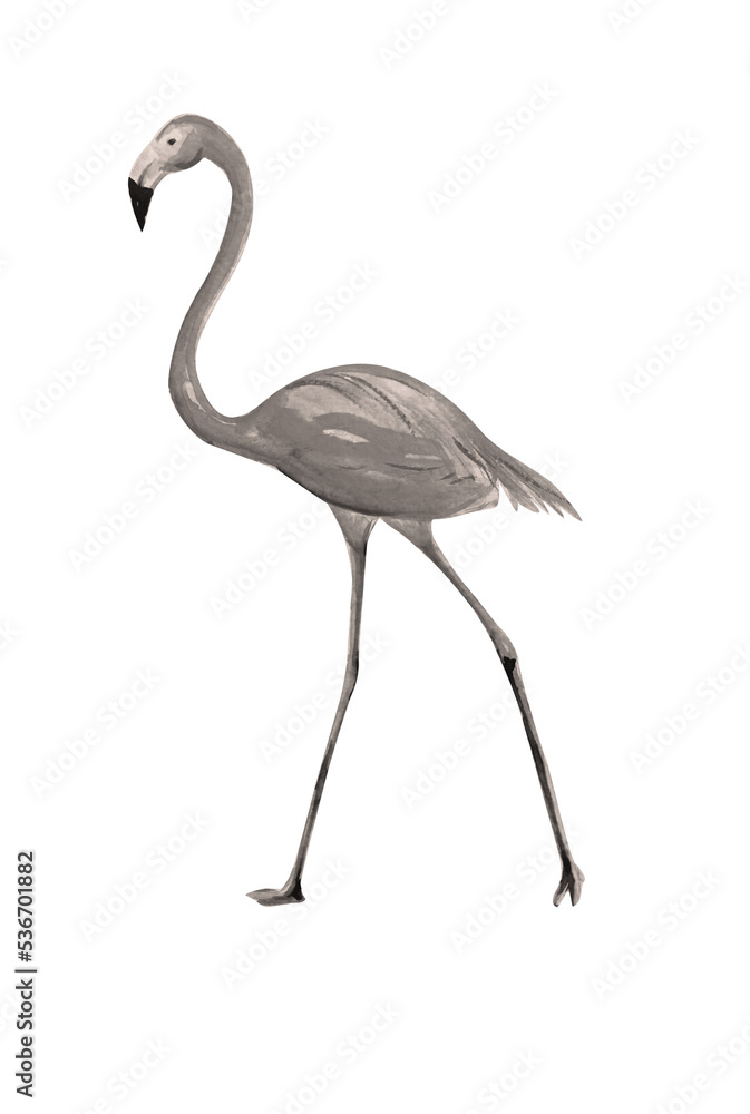 Fototapeta premium Hand drawn watercolor drawing of flamingo bird, illustration art.