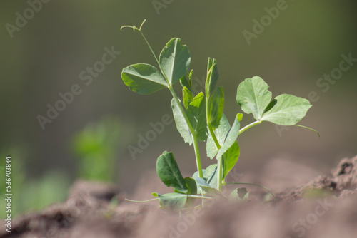 A pea sprout sprouts from the soil. A young pea has just appeared in the field. The concept of harvest in agriculture.