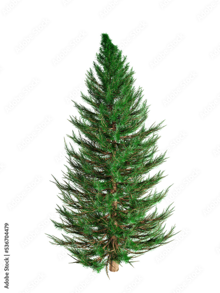Isolated spruce on a white background, 3d rendering