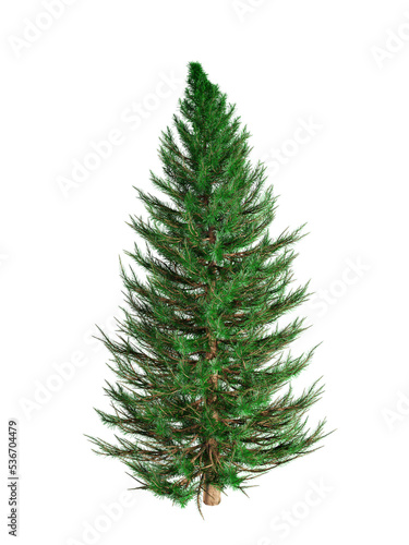 Isolated spruce on a white background, 3d rendering © Igor Kapustin