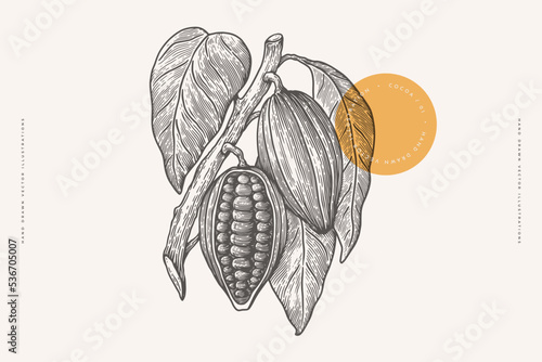 Cocoa branch with leaves and beans on a light background isolated. Hand-drawn plant for making chocolate. The concept of organic food. Vector illustration.