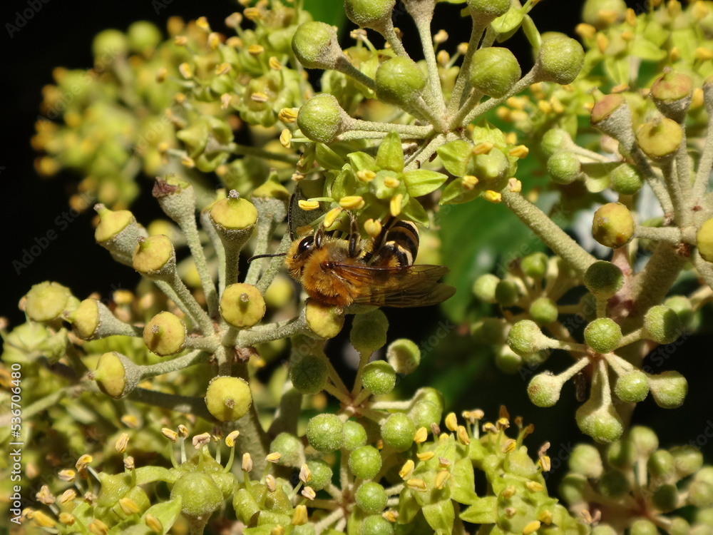 Ivy mining bee (Colletes hederae) feeding on ivy flowers Ivy mining bee (Colletes hederae) feeding on ivy flowers