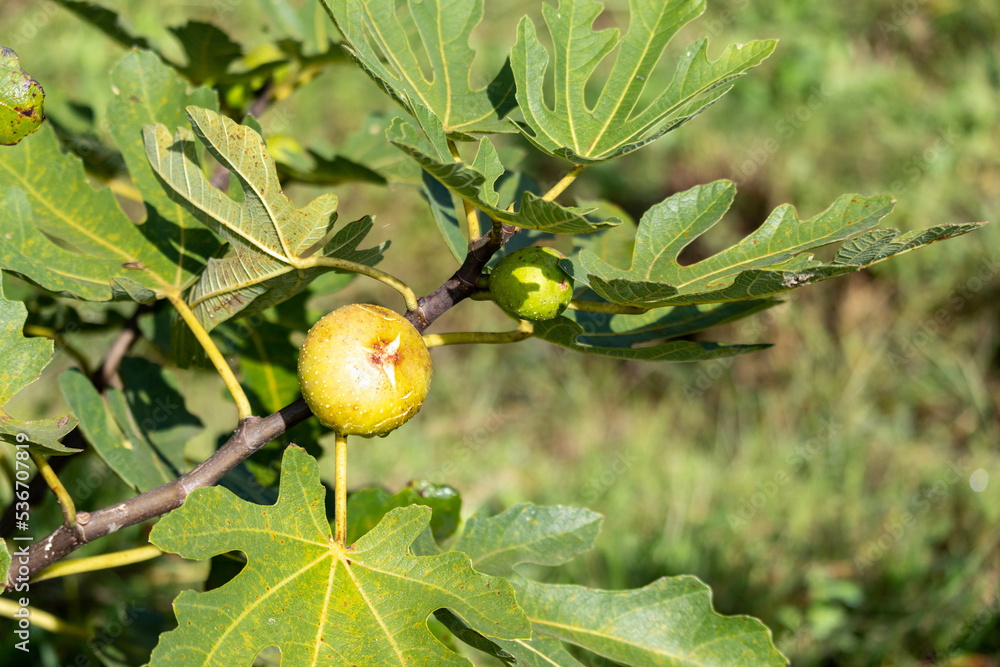 Obraz premium 美味しそうなイチジク