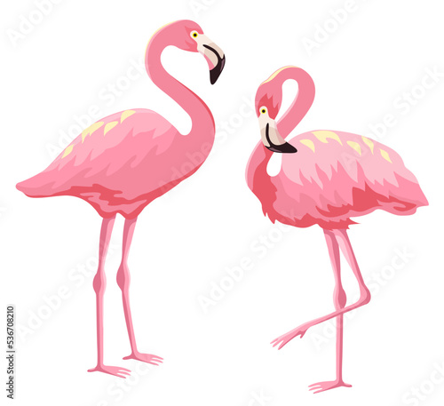 Flamingo bird illustration design. Pink flamingo set. For summer and tropical wildlife animal collection