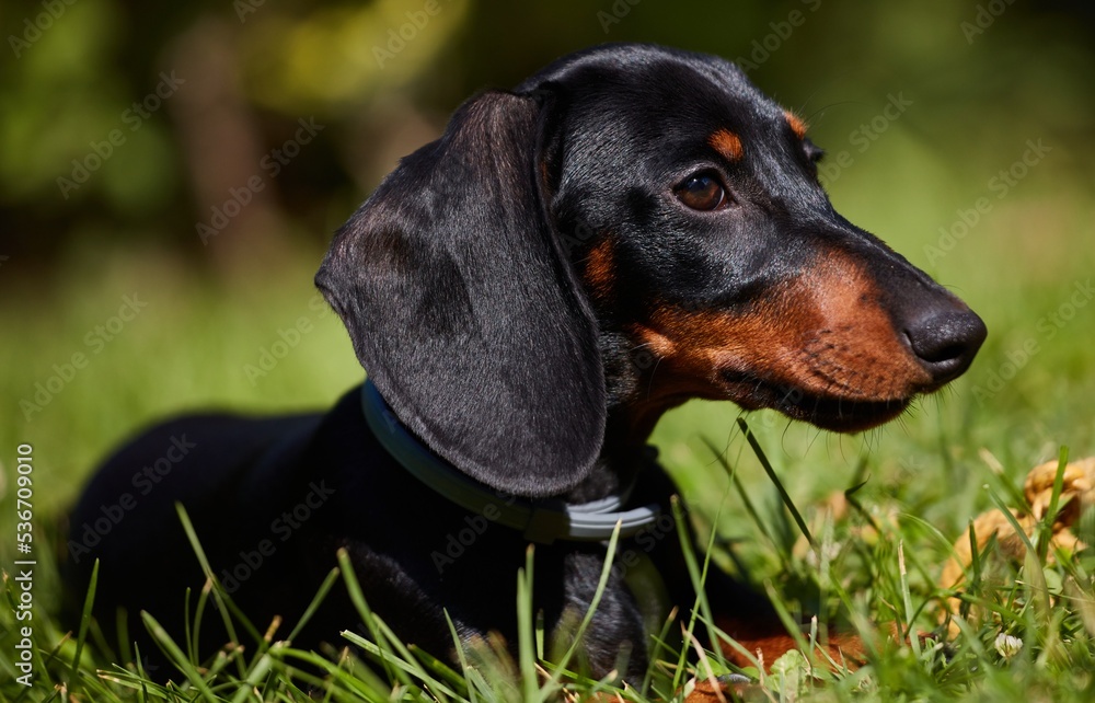 Cute young dachshund dog puppy on the field in grass.