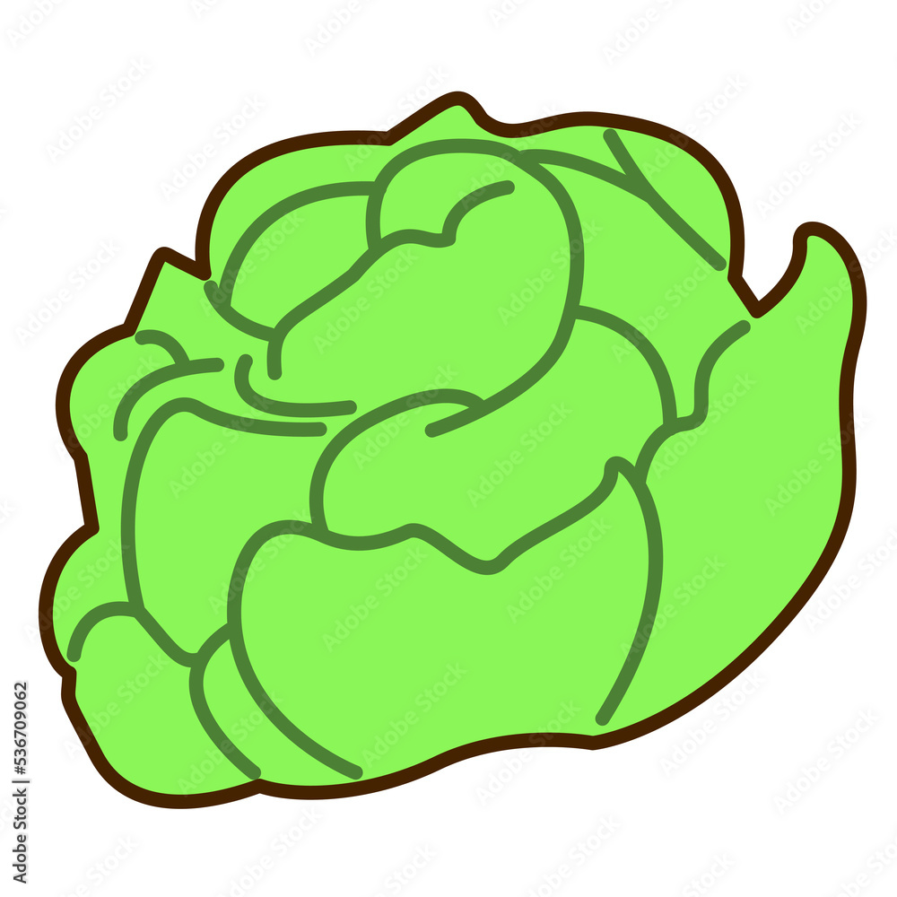 cabbage in doodle style. Vector illustration of a vegetable cabbage in doodle style. Vector illustration of a vegetable