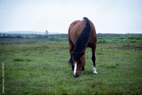 horse in field © Ernesto