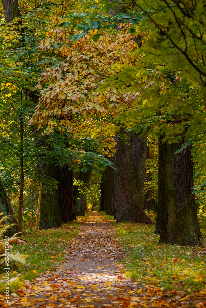 Autumn scene in the park. An alley of trees with red and yellow foliage