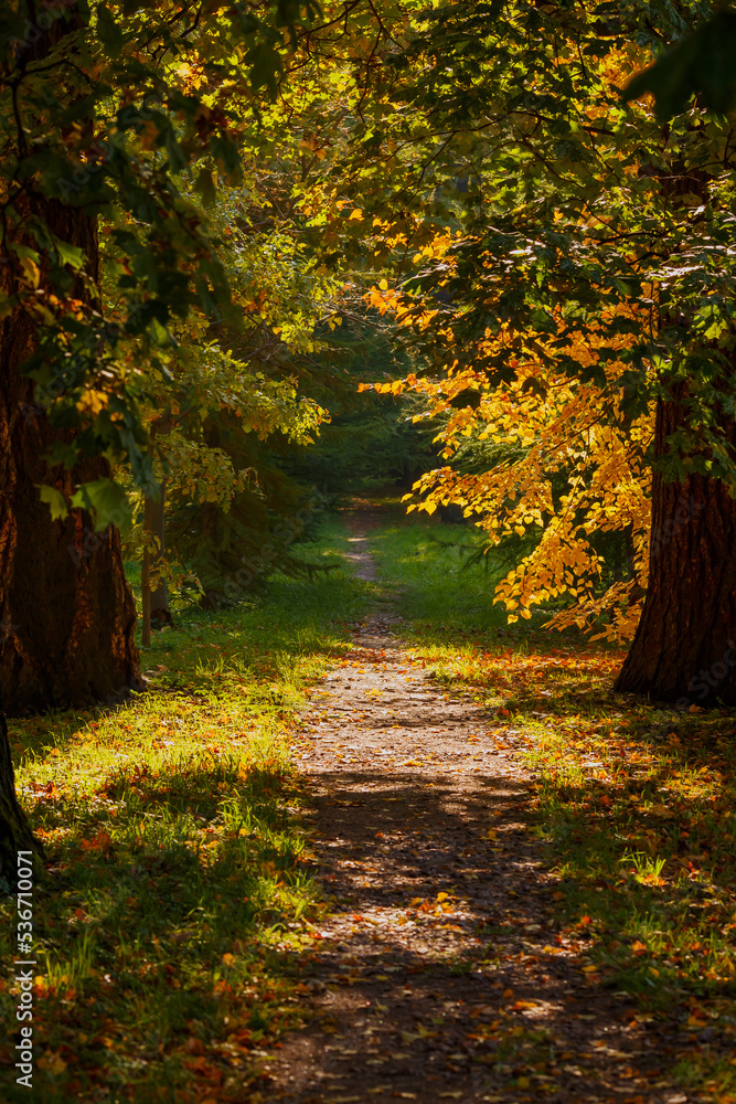 Autumn scene in the park. An alley of trees with red and yellow foliage