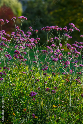 Verbena bonariensis flowers  Argentinian Vervain or Purpletop Vervain  Clustertop Vervain  Tall Verbena  Pretty Verbena  in herb garden