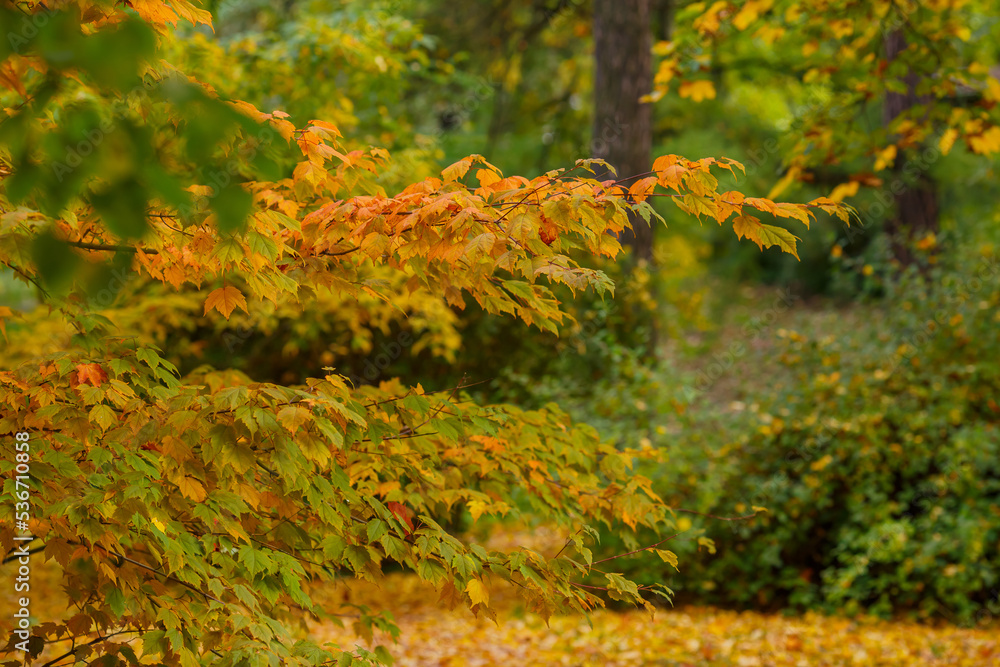  Autumn trees in the park. Yellow and red foliage of trees in the autumn season